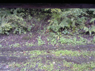 長野県菅平高原 ゆたか山荘 南側 2025/10/05 14:45