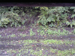 長野県菅平高原 ゆたか山荘 南側 2025/10/05 15:15