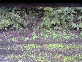 長野県菅平高原 ゆたか山荘 南側 2025/10/05 15:45