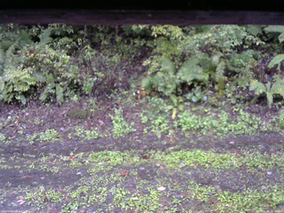 長野県菅平高原 ゆたか山荘 南側 2025/10/05 16:00