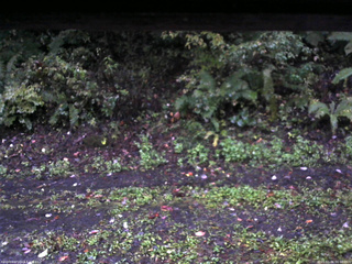 長野県菅平高原 ゆたか山荘 南側 2025/10/06 06:00