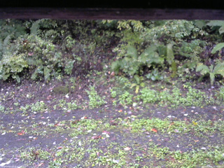 長野県菅平高原 ゆたか山荘 南側 2025/10/06 08:45