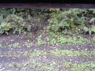 長野県菅平高原 ゆたか山荘 南側 2025/10/06 10:45