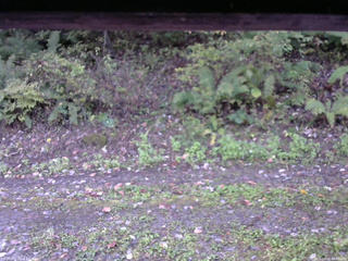 長野県菅平高原 ゆたか山荘 南側 2025/10/08 06:45