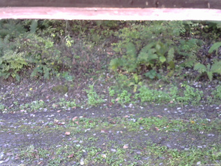 長野県菅平高原 ゆたか山荘 南側 2025/10/08 07:45