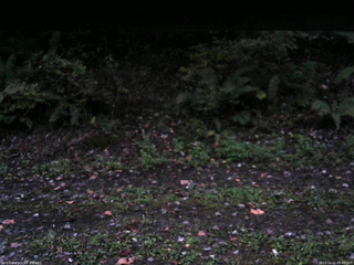 長野県菅平高原 ゆたか山荘 南側 2025/10/11 05:45