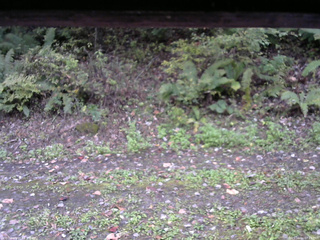 長野県菅平高原 ゆたか山荘 南側 2025/10/11 07:15