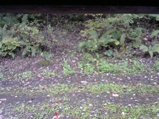 長野県菅平高原 ゆたか山荘 南側 2025/10/11 07:45