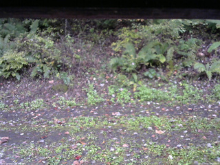 長野県菅平高原 ゆたか山荘 南側 2025/10/11 09:30