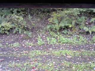 長野県菅平高原 ゆたか山荘 南側 2025/10/11 10:45