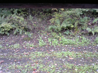 長野県菅平高原 ゆたか山荘 南側 2025/10/11 11:45