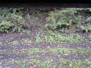 長野県菅平高原 ゆたか山荘 南側 2025/10/11 12:00