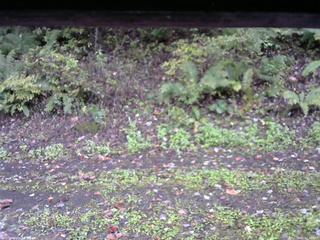 長野県菅平高原 ゆたか山荘 南側 2025/10/11 12:30