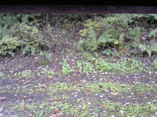 長野県菅平高原 ゆたか山荘 南側 2025/10/11 13:15