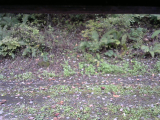 長野県菅平高原 ゆたか山荘 南側 2025/10/11 15:00