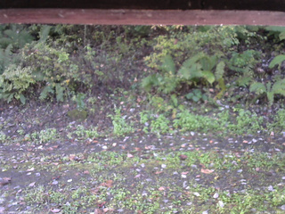 長野県菅平高原 ゆたか山荘 南側 2025/10/12 07:15