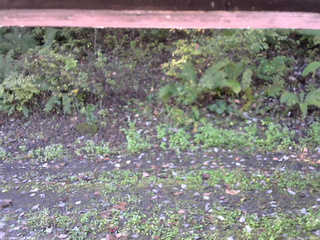 長野県菅平高原 ゆたか山荘 南側 2025/10/12 07:45