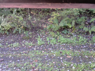 長野県菅平高原 ゆたか山荘 南側 2025/10/12 08:00