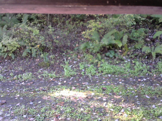 長野県菅平高原 ゆたか山荘 南側 2025/10/12 08:15