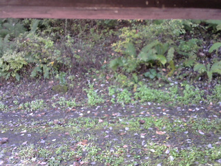 長野県菅平高原 ゆたか山荘 南側 2025/10/12 08:30