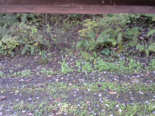 長野県菅平高原 ゆたか山荘 南側 2025/10/12 08:45