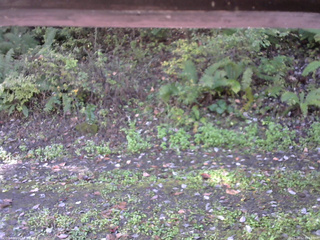 長野県菅平高原 ゆたか山荘 南側 2025/10/12 09:15