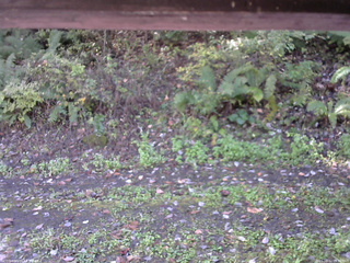 長野県菅平高原 ゆたか山荘 南側 2025/10/12 09:30