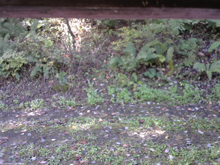 長野県菅平高原 ゆたか山荘 南側 2025/10/12 10:30