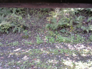 長野県菅平高原 ゆたか山荘 南側 2025/10/12 11:30