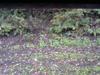 長野県菅平高原 ゆたか山荘 南側 2025/10/13 09:45