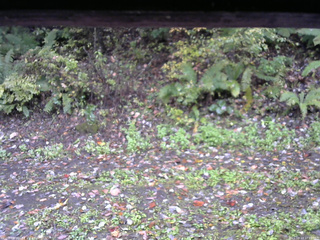 長野県菅平高原 ゆたか山荘 南側 2025/10/13 10:15