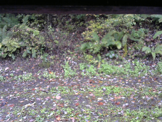 長野県菅平高原 ゆたか山荘 南側 2025/10/13 12:15