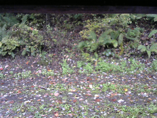 長野県菅平高原 ゆたか山荘 南側 2025/10/13 14:15