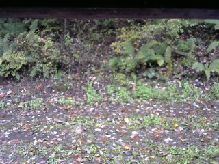 長野県菅平高原 ゆたか山荘 南側 2025/10/13 14:45