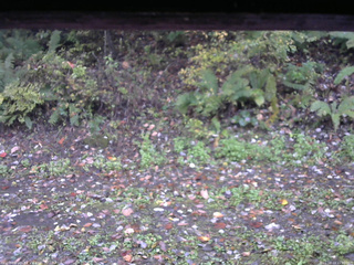 長野県菅平高原 ゆたか山荘 南側 2025/10/13 15:00