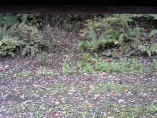 長野県菅平高原 ゆたか山荘 南側 2025/10/14 11:30