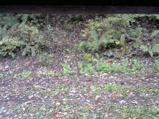 長野県菅平高原 ゆたか山荘 南側 2025/10/14 12:45