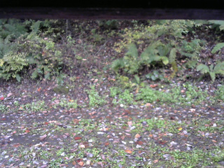 長野県菅平高原 ゆたか山荘 南側 2025/10/14 15:30