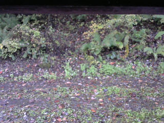 長野県菅平高原 ゆたか山荘 南側 2025/10/15 06:15