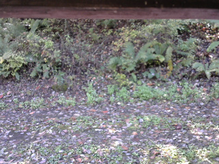 長野県菅平高原 ゆたか山荘 南側 2025/10/15 11:15