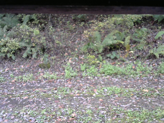 長野県菅平高原 ゆたか山荘 南側 2025/10/16 10:30