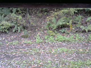 長野県菅平高原 ゆたか山荘 南側 2025/10/16 11:00