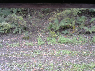 長野県菅平高原 ゆたか山荘 南側 2025/10/16 11:30