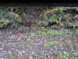 長野県菅平高原 ゆたか山荘 南側 2025/10/17 06:15