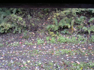 長野県菅平高原 ゆたか山荘 南側 2025/10/17 06:30