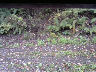 長野県菅平高原 ゆたか山荘 南側 2025/10/17 06:45