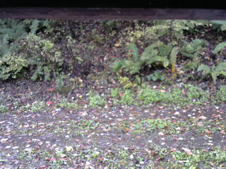 長野県菅平高原 ゆたか山荘 南側 2025/10/17 07:00