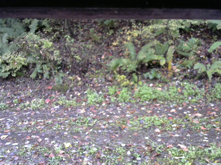 長野県菅平高原 ゆたか山荘 南側 2025/10/17 07:15