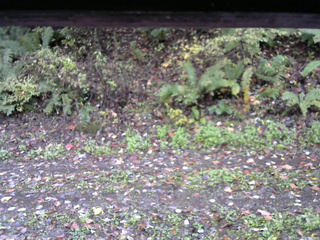 長野県菅平高原 ゆたか山荘 南側 2025/10/17 07:30