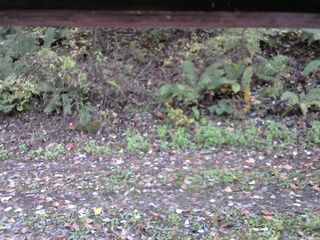 長野県菅平高原 ゆたか山荘 南側 2025/10/17 11:00